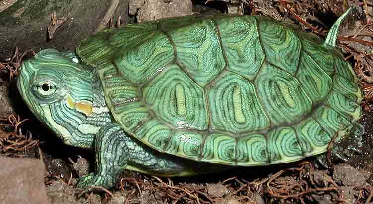 Trachemys scripta elegans